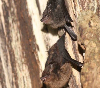 Saccopteryx bilineata