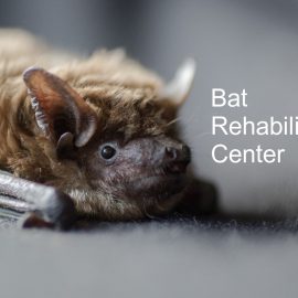 Spendenaufruf für das Bat Rehab Center in der Ukraine