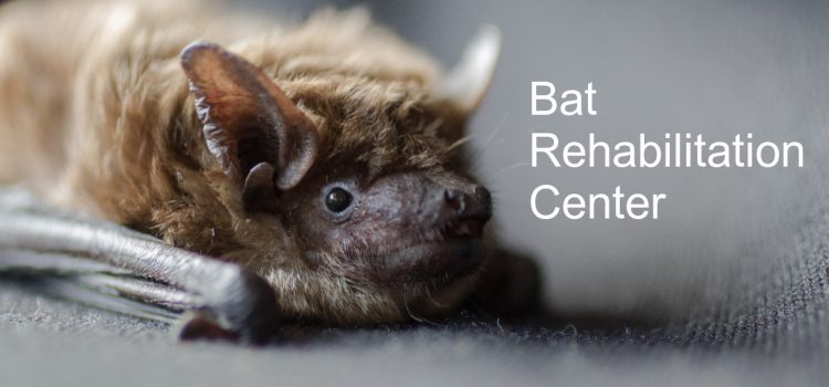 Spendenaufruf für das Bat Rehab Center in der Ukraine