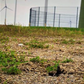 Keine Lizenz zum Töten – Rechtsgutachten zum Thema Artenschutzrechtliche Ausnahme beim Bau von Windkraftanlagen