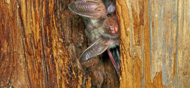 NABU Saxony is looking for bat roost godfathers