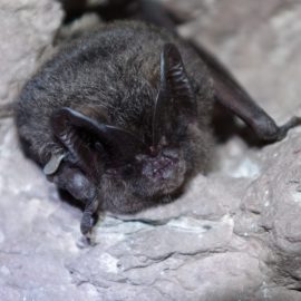 Zur Überwinterung der Mopsfledermaus in Zeiten des Klimawandels