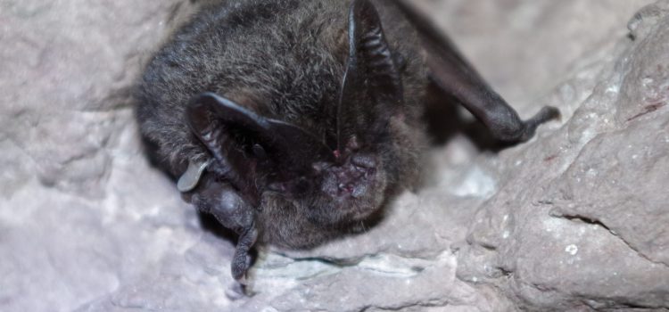 Zur Überwinterung der Mopsfledermaus in Zeiten des Klimawandels