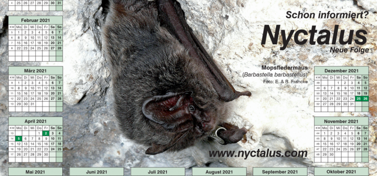 Nyctalus-Kalender zum Download