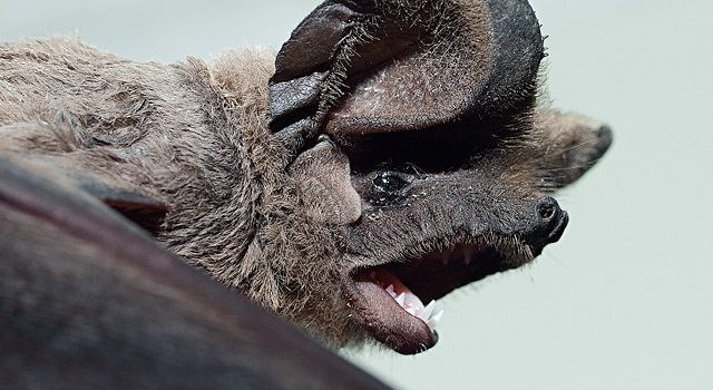 Fledermäuse nutzen Topografie und nächtliche Aufwinde, um hoch und schnell zu fliegen