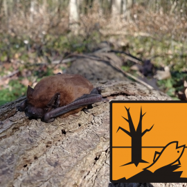 Wing membrane and fur samples of bats as biomarkers for heavy metal loads