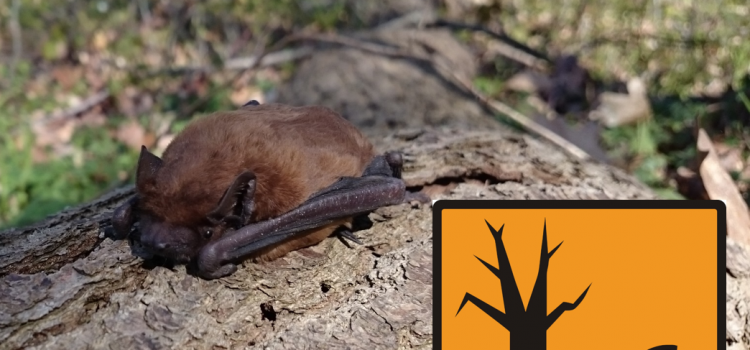 Wing membrane and fur samples of bats as biomarkers for heavy metal loads