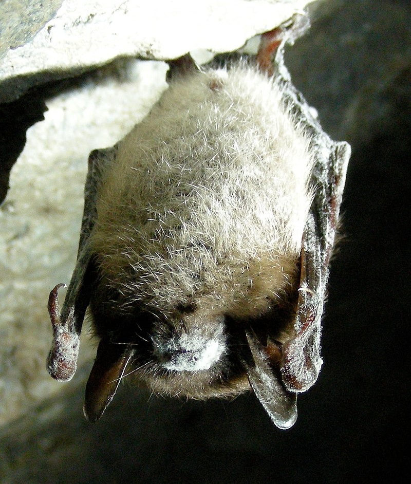 Population collapse in bats leads to increased pesticide use and increased infant mortality